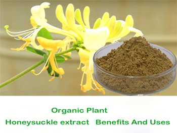 Honeysuckle Extract Benefits